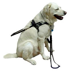 guide_dog