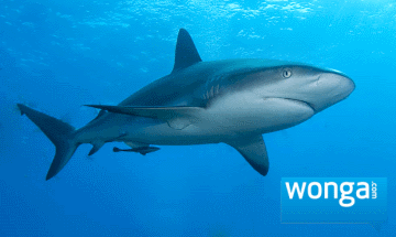 Wonga loan Shark.